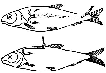 Доклад: Рыба-обрубок