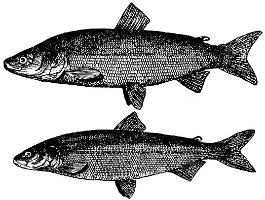 Ценная порода рыбы — европейская нельма, что водится в Печоре, может быть иключена из Красной книги