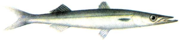 . 23.  Sphyraena barracuda