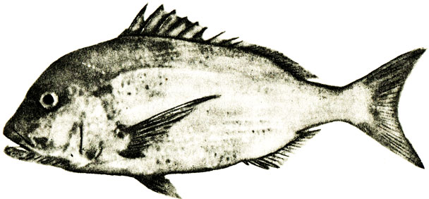 . 56.   Dentex canariensis
