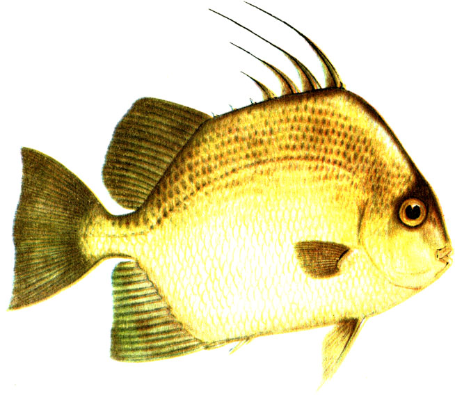 . 72. - Chaetodipterus goreensis