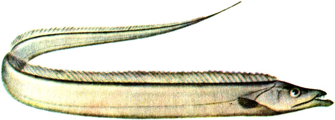 . 76. - Trichiurus lepturus