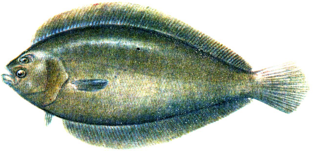 . 95.   Arnoglossus capensis