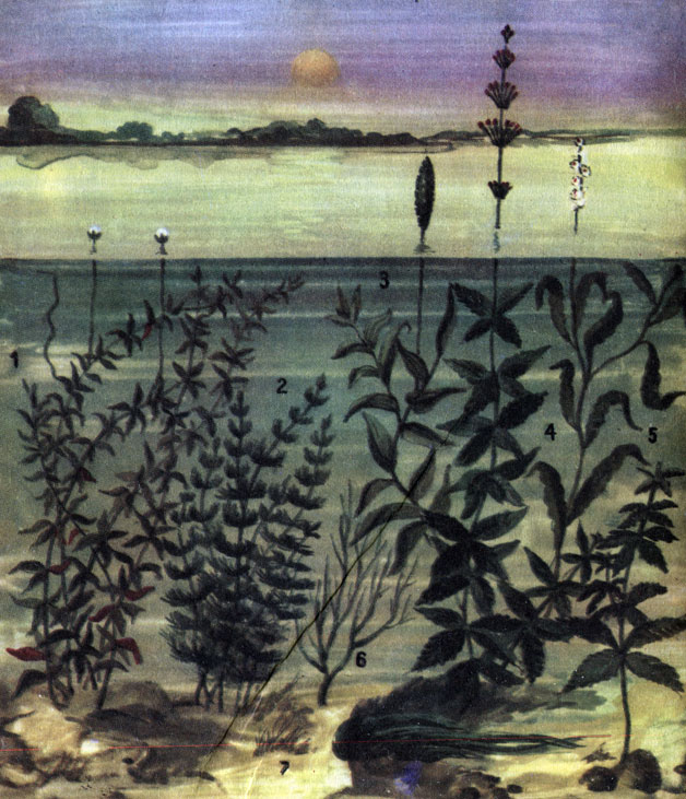 Мягкая водная растительность: 1 - элодея; 2 - роголистник; 3 - рдест пронзеннолистный; 4 - уруть; 5 - рдест курчавый; 6 - рдест гребенчатый; 7 - ниточная водоросль (зелень)