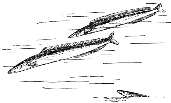 Спортивные рыбы моря [1966 Шеманский Ю.А. - Современный морской рыболовный  спорт]