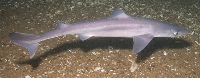  : https://en.wikipedia.org/wiki/Spiny_dogfish#/media/File:Squalus_acanthias_stellwagen.jpg